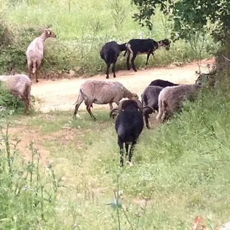 Maison De Caractere A * Pigna