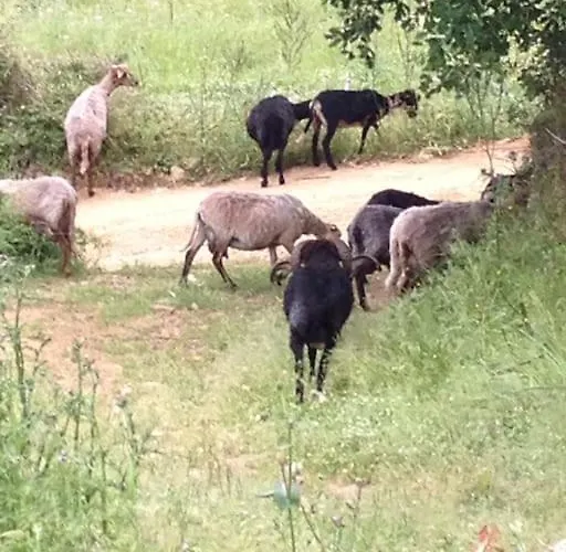 Maison De Caractere A * Pigna